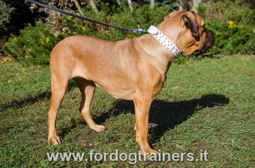 Collare in cuoio bianco con borchie a punta per Canre Corso